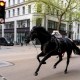 Dos caballos sueltos revolucionan las calles de Londres