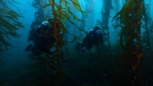 Así son los bosques marinos de algas gigantes