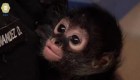 Conoce a Botas, un mono araña rescatado en la Ciudad de México