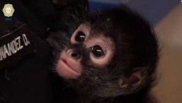 Conoce a Botas, un mono araña rescatado en la Ciudad de México