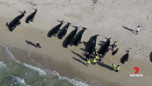 Mueren decenas de ballenas en una playa de Australia