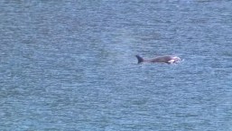 Orca logra regresar a mar abierto tras abandonar laguna