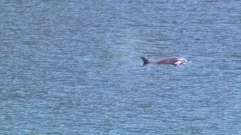 Orca logra regresar a mar abierto tras abandonar laguna