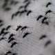 Así está impactando el dengue en Puerto Rico