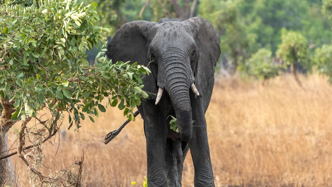 Amerykański turysta zmarł po zaatakowaniu przez słonia podczas safari w Zambii
