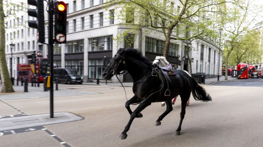 Dos caballos sueltos recorren las calles de Londres cerca de Aldwych el miércoles 24 de abril de 2024. (Crédito: Jordan Pettitt/PA)
