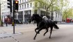 Dos caballos sueltos recorren las calles de Londres cerca de Aldwych el miércoles 24 de abril de 2024. (Crédito: Jordan Pettitt/PA)