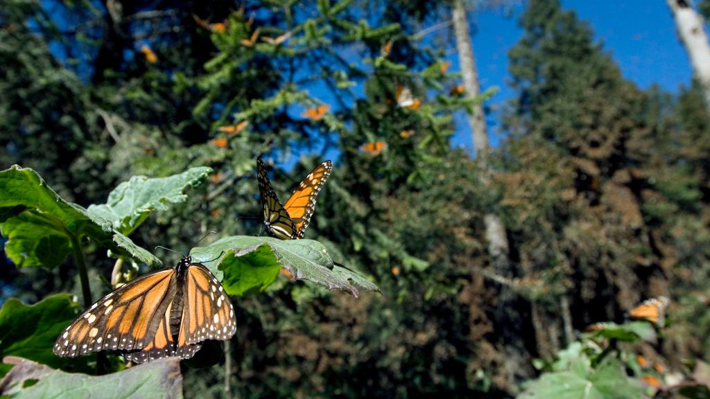Una "ruta monarca" ayuda a millones de mariposas en su viaje de Canadá hasta México