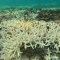 blanqueamiento de coral