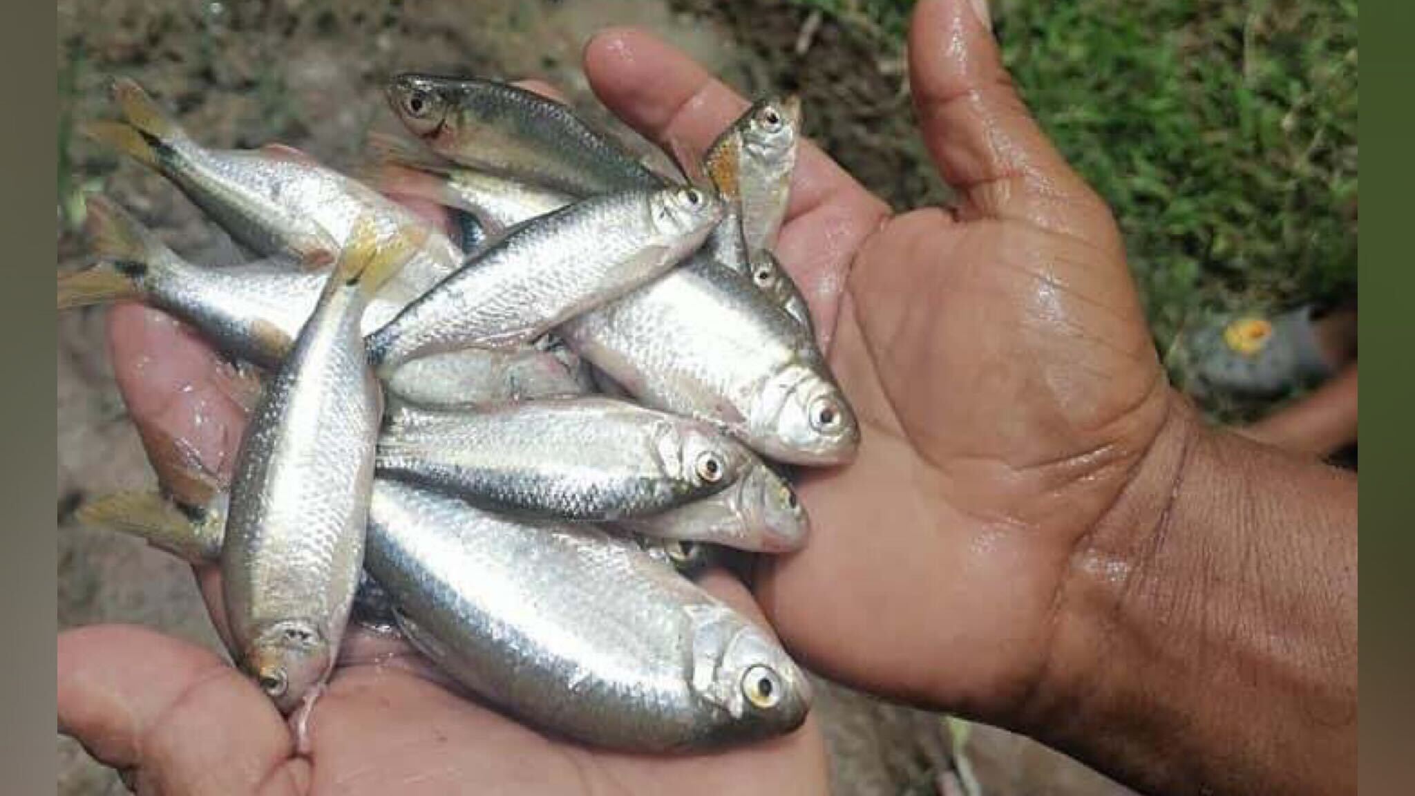 Pescadores del cielo: residentes de una comunidad en Honduras comercializan "lluvia de peces"