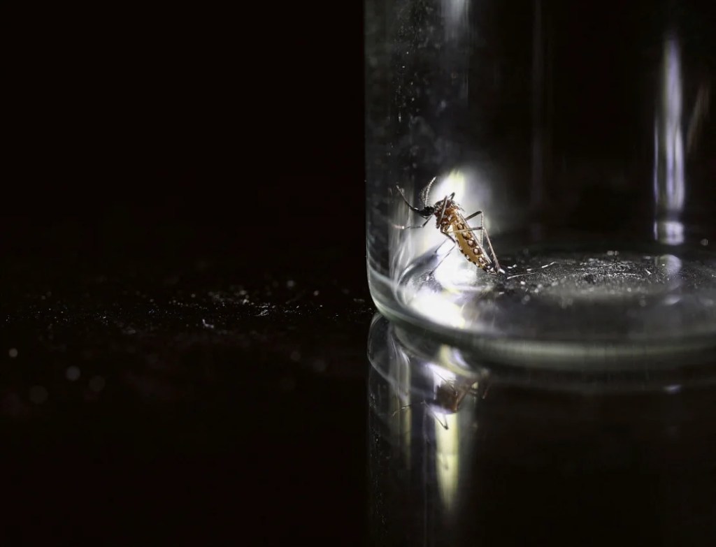An Aedes aegypti mosquito is kept in a container in Buenos Aires, Argentina, March 13, 2024.  (Agustin Markarian/Reuters)