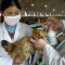 El riesgo epidemiológico del contagio del ganado por la gripe aviar H5N1