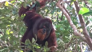 Científicos captan a orangután curándose con una planta medicinal