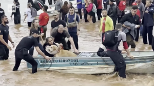 Conmovedores rescates de animales en Brasil tras las inundaciones