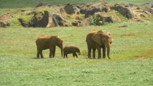 Un santuario para reproducción de elefantes en un lugar sorprendente