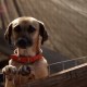 Así funciona el refugio temporal para perros en Brasil