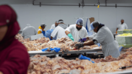 Tribunal federal ordena a avicultores del sur de California pagar US$ 5 millones