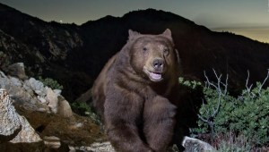 Captan la "sonrisa" de un oso en California