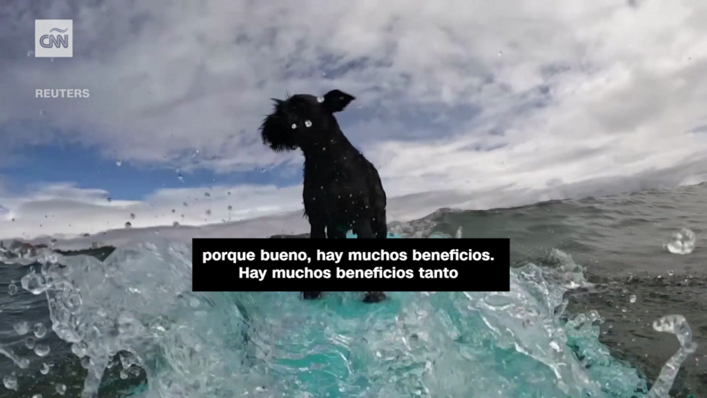 Perros surfistas se divierten en una playa de España
