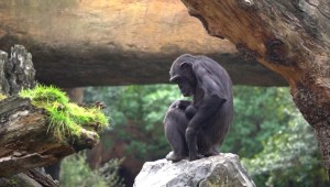 Una chimpancé lleva tres meses en duelo por la muerte de su cría en España