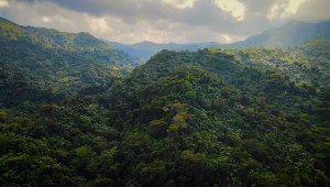 El Yunque, protector de los bosques tropicales