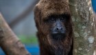 Monos aulladores sucumben ante ola de calor en México
