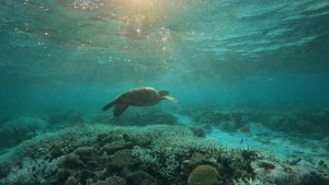 Tortugas marinas bajo el agua en la isla Lady Elliot, Australia. (Crédito: CNN)