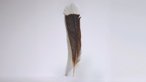 Esta pluma única de un ave huia extinta se vendió en la casa de subastas Webb's de Nueva Zelandia. (Crédito: casa de subastas Webb's)