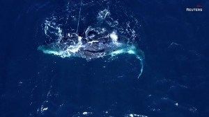 Rescatan a una ballena jorobada atrapada durante dos días en una red de pesca