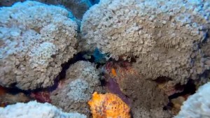 El Departamento de Recursos Naturales y Ambientales de Puerto Rico (DRNA) declaró la emergencia ambiental para algunos ecosistemas marinos en la isla por la llegada de una especie invasora de coral que afecta a los arrecifes y parte de la vida marina. (Foto: Departamento de Recursos Naturales y Ambientales de Puerto Rico).