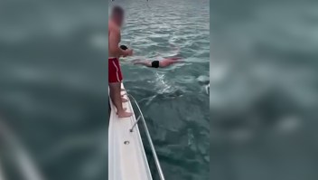 La toqué!’: Hombre de Nueva Zelanda es multado después de intentar tirarse encima de una orca
