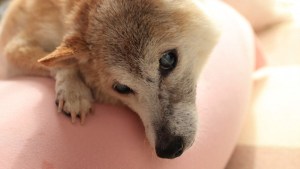 Muere Kabosu, la perra de los memes que fue la cara de una criptomoneda