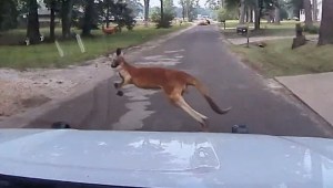 El escape de un canguro se hizo viral tras la llamada de un automovilista al 911