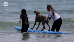 Perros surfistas se divierten en una playa de España