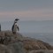 ¿Por qué los pingüinos de Humboldt están al borde de la extinción en Chile?