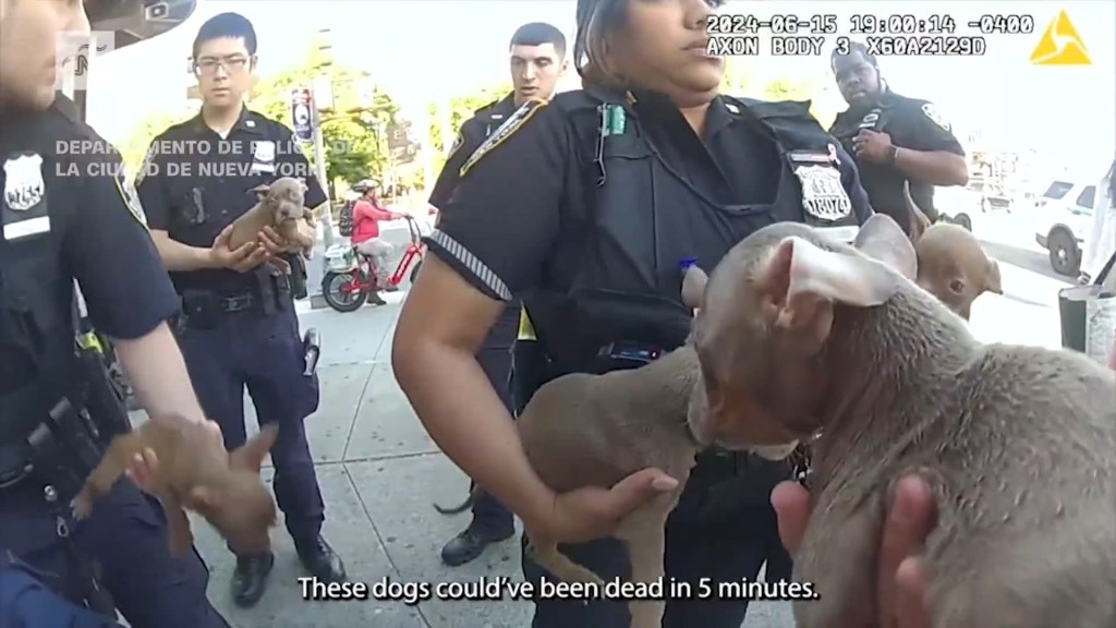 Policías rescatan a unos cachorros hacinados en una bolsa en una calle de Nueva York