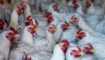 Gripe aviar H5N2: qué es, síntomas, cómo se transmite, a qué animales afecta y qué tratamientos hay