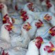 Gripe aviar H5N2: qué es, síntomas, cómo se transmite, a qué animales afecta y qué tratamientos hay