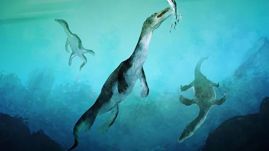 Reconstrucción artística del reptil marino más antiguo conocido del hemisferio sur: un notosaurio nadando a lo largo de la antigua costa polar meridional de lo que hoy es Nueva Zelanda hace unos 246 millones de años. (Crédito: Stavros Kundromichalis)