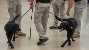 Tara, a la izquierda, y Calvin pasean con sus adiestradores tras la ceremonia de graduación en las instalaciones de la División Canina Nacional de la Agencia de Alcohol, Tabaco, Armas de Fuego y Explosivos en Front Royal, Virginia, el viernes 21 de junio de 2024. (Crédito: Tristen Rouse/CNN)