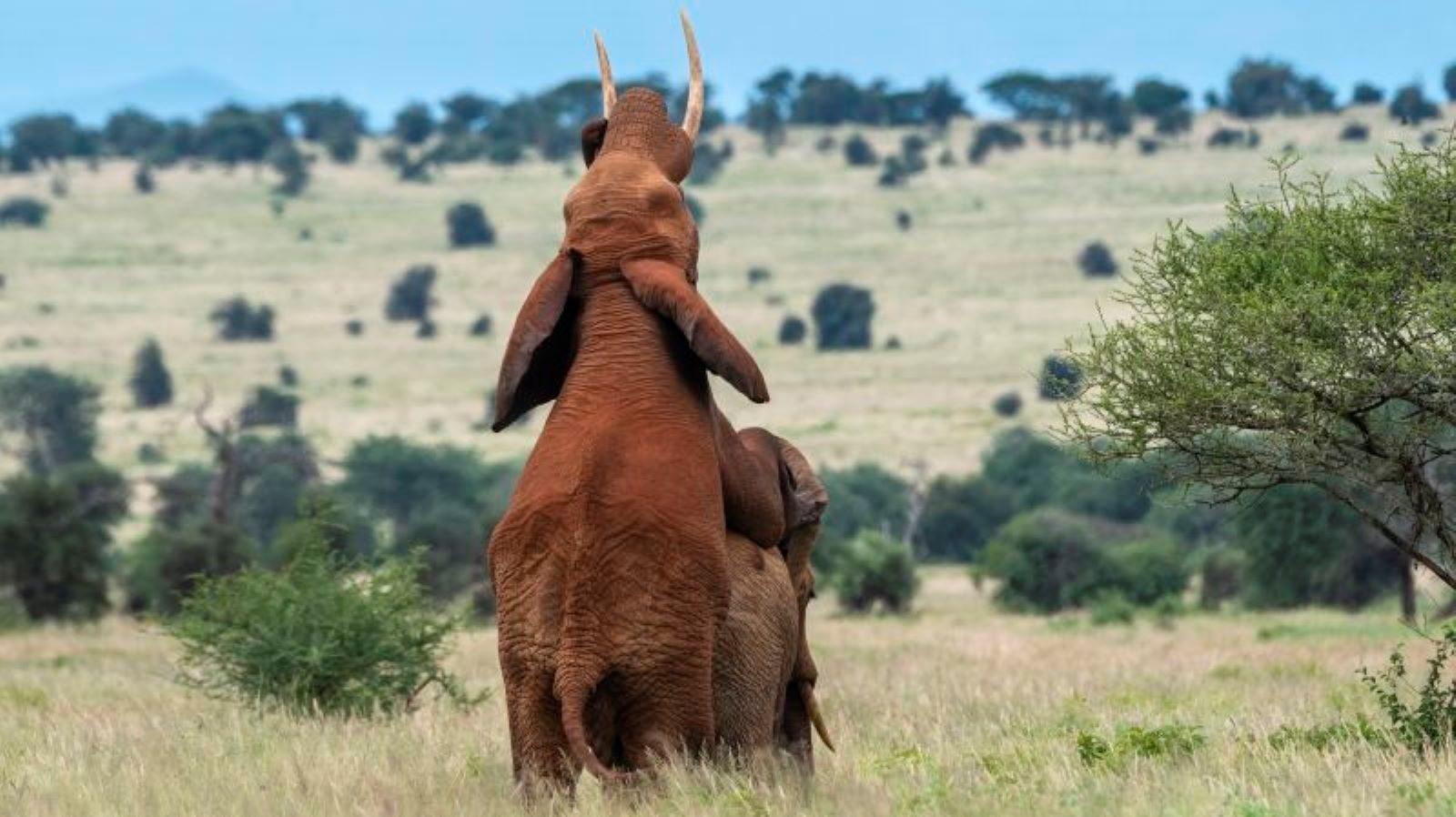 Científicos no reportan los comportamientos homosexuales entre los animales  cuando los observan, según un estudio