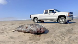 A principios de esta semana se encontró un raro pez luna embaucador en la costa de Oregón. (Foto: Tiffany Boothe/Acuario costero).
