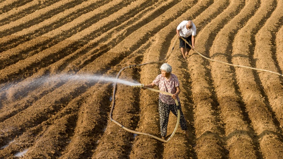 Los agricultores rocían agua en un campo después de semanas de clima sofocante el 11 de junio de 2024 en Zhumadian, provincia de Henan, China. (VCG/Visual China Group/Getty Images)