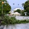 Un árbol caído en la calle mientras el huracán Beryl pasa cerca de Bridgetown, Barbados, el 1 de julio de 2024. (Crédito: CHANDAN KHANNA/AFP vía Getty Images)