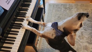 Muere Buddy Mercury, el perro pianista y ganador de un concurso de talentos