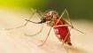 El dengue es un virus que se transmite principalmente a través del mosquito Aedes aegypti. (Foto: Lauren Bishop/Amy E. Lockwood, MS/CDC/Archivo).