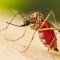 El dengue es un virus que se transmite principalmente a través del mosquito Aedes aegypti. (Foto: Lauren Bishop/Amy E. Lockwood, MS/CDC/Archivo).