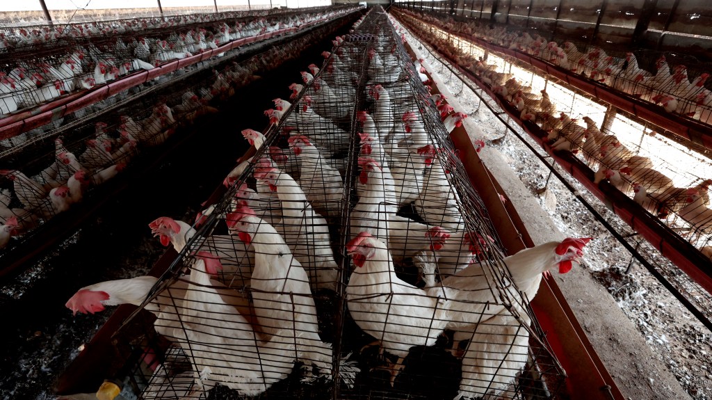 El Gobierno de MÃ©xico dice que muerte de paciente no fue por gripe aviar H5N2