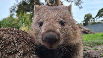 Un wombat en East Coast Natureworld en Bicheno, Tasmania, Australia. (East Coast Natureworld)