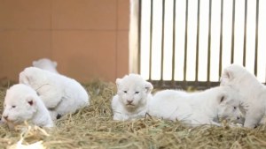 El zoológico de Karachi muestra a seis cachorros de león blanco que atraen a los espectadores